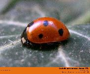 Coccinella septempunctata Linnaeus 1758