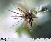Perroudite, Capgaronnite au microscope