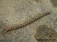 Scolopendra cingulata Latr. La scolopendre ceinture