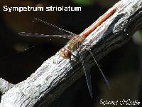 Sympetrum striolatum Charpentier 1840