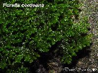 Porella cordeana