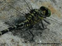 Onychogomphus forcipatus L.  ; Le gomphe  pinces