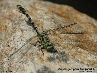 Onychogomphus forcipatus L.  ; Le gomphe  pinces