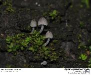 Mycena pseudocorticola Kuhn