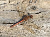 Sympetrum striolatum Charpentier le sympetrum fasci