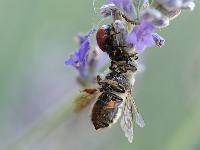 Araigne napolon ; Synema globosum F.