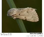 Acronicta leporina (L. 1758) - La Noctuelle-Livre