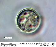 Actinocyclus octonarius var. crassus