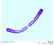 Bacillus sp.
