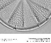 Actinoptychus splendens Shadb. 1854