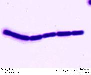 Bacillus sp.