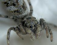 Salticus scenicus (Panzer) - Salticidae