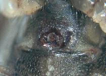Episinus angulatus (Blackwall) - Theridiidae