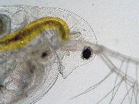 Daphnia longispina - Daphniidae - Cladocres