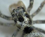 Salticus scenicus (Panzer) - Salticidae