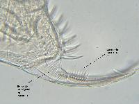 Daphnia obtusa - Daphniidae - Cladocres