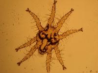 Spinturnix cf myoti - Spinturnicidae