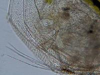 Simocephalus vetulus (O. F. Mller) - Daphnidae - Cladocres