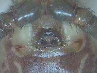 Steatoda grossa - Theridiidae
