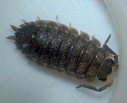 Porcellio scaber pris pour un P. spinicornis