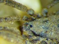 Anelasmocephalus cambridgei - Trogulidae - Opilion
