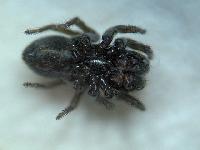 Chalcoscirtus infimus probable - Salticidae - Saltique