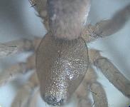 Drassodes sp. - Gnaphosidae