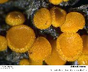 Cheilymenia stercorea (Pers.) Boud.