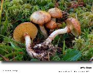 Suillus flavidus (Fr.: Fr.) Sing.