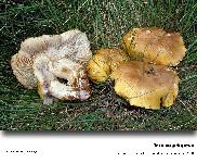 Tricholoma goniospermum