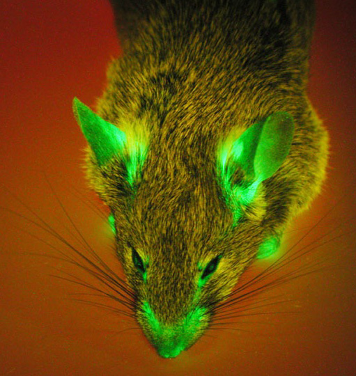 gfp-mouse